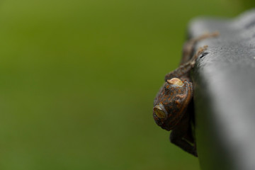 The black gecko has an orange spot attached to the plastic device and has a green background.