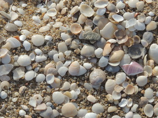 shells on the beach