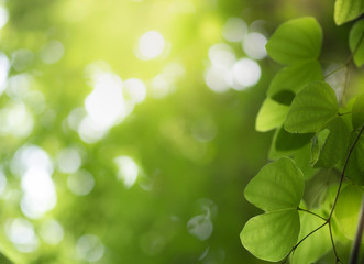 Fototapeta premium Closeup of nature green leaf and sunlight with greenery blurred background use as decoration ecology environment , fresh wallpaper concept. - Image