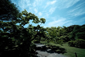 landscape with palm trees