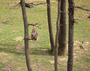 mammifère  /primate  /singe