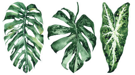 Set of tropical leaves. Jungle, botanical watercolor illustrations, floral elements, palm leaves, fern and others. Hand drawn watercolor set of Anthurium green leaves and home plant, isolated - 270614790