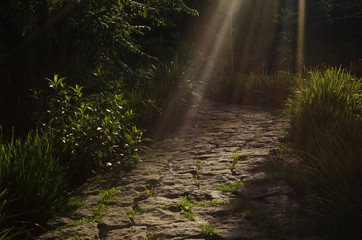 Obraz premium sunlight through the forest