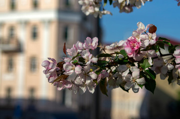 In cities trees are in bloom!