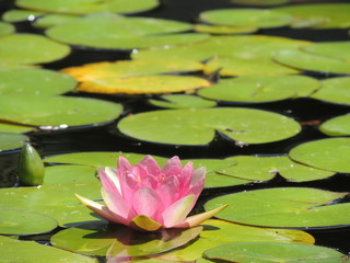 pink water lily in pond