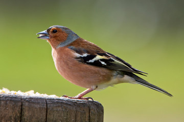 Chaffinch (Fringilla coelebs), male on a post, Quantock Hills, Somerset, England, UK.