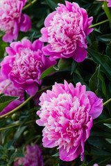 Pink beautiful peonies blooming, spring background