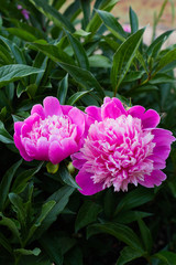 Pink beautiful peonies blooming, spring background