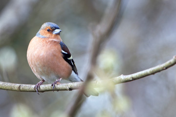 Chaffinch (Fringilla coelebs), perched in a tree, Quantock Hills, Somerset, England, UK.