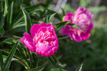 Pink peony flowers in garden, springtime