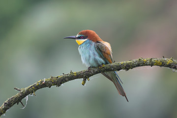 Portrait of bee eater in cloduy day (Merops apiaster)