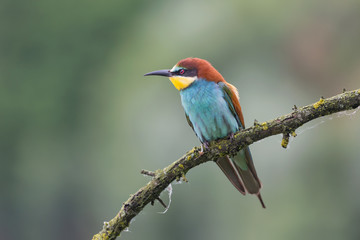 Portrait of bee eater in cloduy day (Merops apiaster)