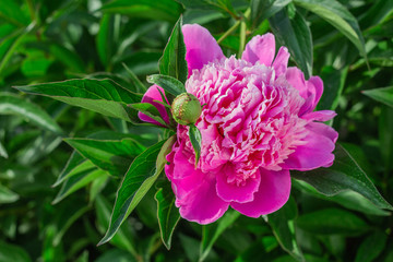 pink peony growing in the garden, water drops, close-up