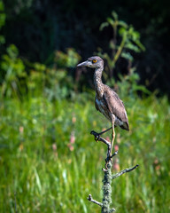 Young Yellow-crowned Night Heron along the nature trail in Pearland!