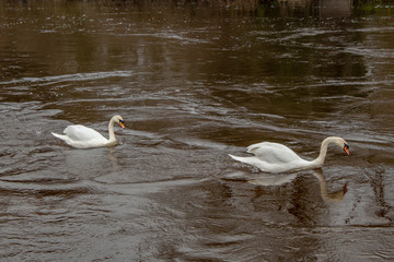 Naklejka na ściany i meble Two Mute Swans Swimming up a Brown River