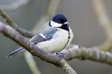 Great Tit (Parus major), perched in a tree, Quantock Hills, Somerset, England, UK.