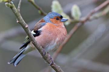 Chaffinch (Fringilla coelebs), perched in a tree, Quantock Hills, Somerset, England, UK.