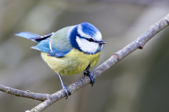 Blue Tit (Parus caeruleus), male perched in a tree, Quantock Hills, Somerset, England, UK.