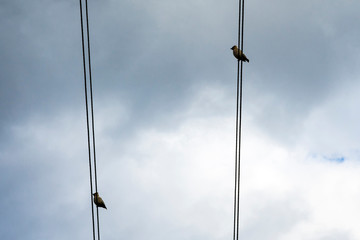 Two birds - waxwings sitting on the wires. Background images are gray-white storm clouds. Bottom view. Concept: before the rain.