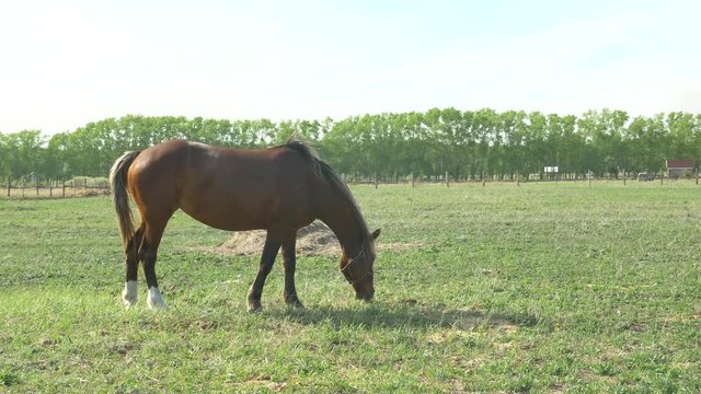 The red horse, illuminated by the sun at sunset, dines with hay