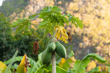 Carica papaya tree