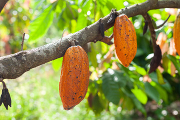 Theobroma cacao