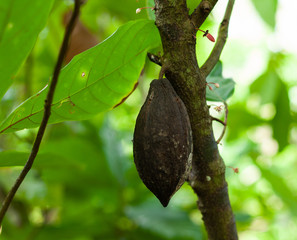 Theobroma cacao