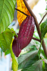 Theobroma cacao