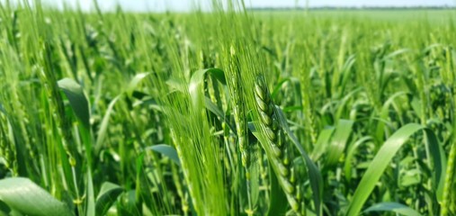 Green ears of wheat close up against the blue sky
