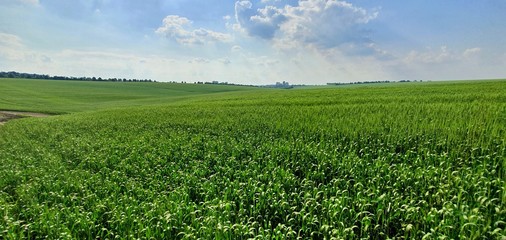 Ripe wheat and rye field at sunset, the ears of wheat and rye sway in the wind, the concept of...