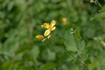 blooming medical celandine herbs.Chelidonium.healthy lifestyle concept..