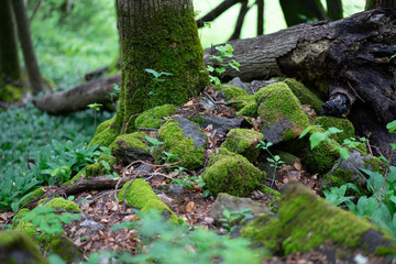 Waldboden