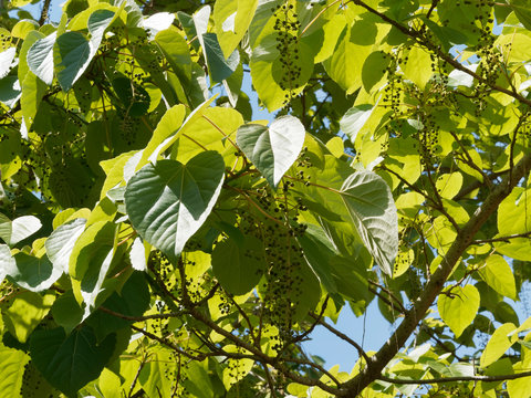 Idesia polycarpa, un arbre décoratif couvert de panicules florales immatures et pendantes entre de grandes feuilles cordiformes vert foncé 