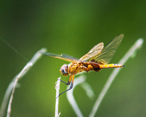 Red Saddlebags dragonfly along the nature trail in Pearland!