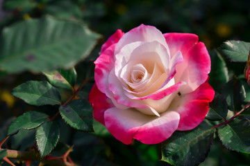 Beautiful rose with white flowers, side of pink leaves in the garden.