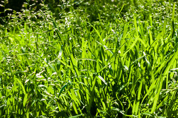Green grass closeup natural background