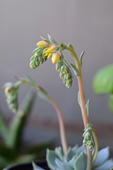 Echeveria with yellow flower in bloom