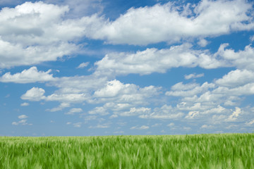 Fototapeta premium Green wheaten sprouts in the field and cloudy sky. Bright spring landscape.