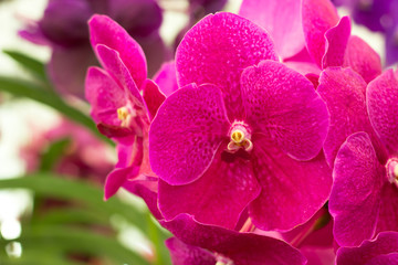 Beautiful orchid flower,  Purple pink orchid in a Garden.