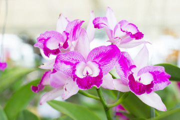 Naklejka na ściany i meble Beautiful orchid flower in the garden. Thailand.