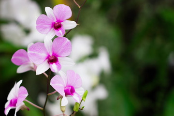Beautiful orchid flower,  Orchid in tropical garden. Orchid in nature.