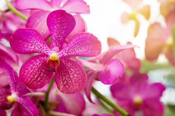 Beautiful orchid flower, Violet orchids. Orchid in tropical garden. Orchid in nature.