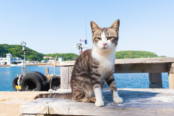 福岡県　相島の猫