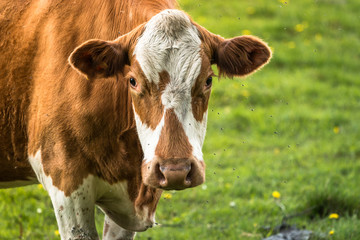 Naklejka na ściany i meble cows in summer on a meadow