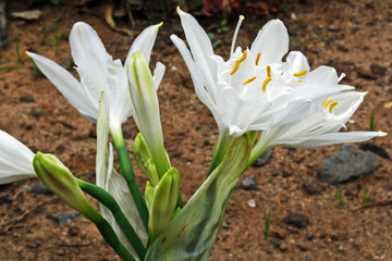 Obraz premium Duenentrichternarzisse