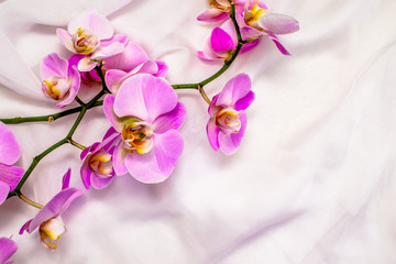 Fototapeta na wymiar The branch of purple orchids on white fabric background 