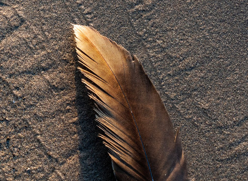 Brown Feathers As A Background Stock Photo, Picture and Royalty Free Image.  Image 33791617.