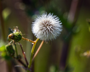 Prickly Sowthistle waiting to drift away in the breeze!