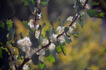 White flowers and prickly holly-like leaves of the Australian native Hakea cristata, family Proteaceae. Endemic to Perth region of Western Australia. Winter flowering