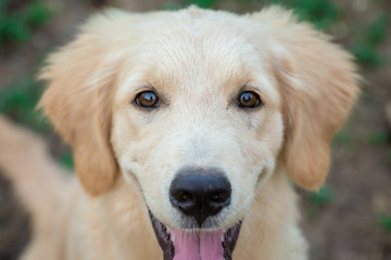 puppy golden retriever smile face